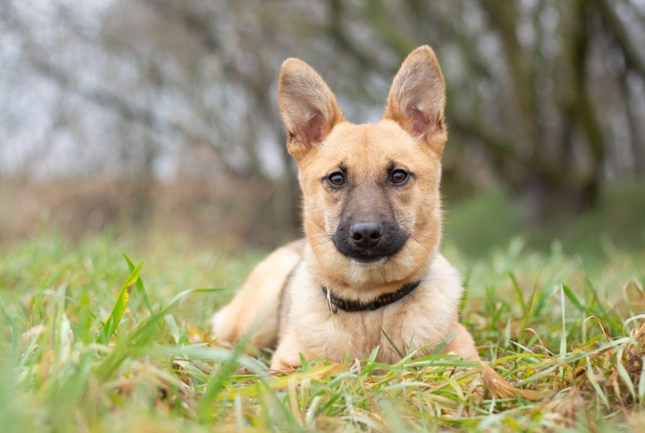 Chiens à adopter